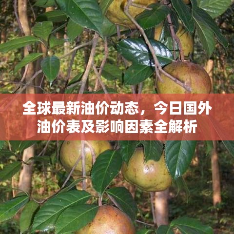 全球最新油价动态，今日国外油价表及影响因素全解析