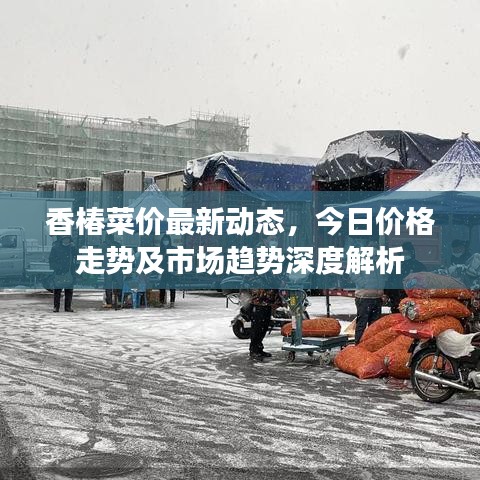 香椿菜价最新动态，今日价格走势及市场趋势深度解析