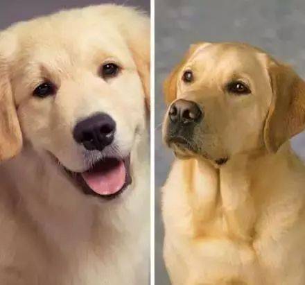 金毛犬版本,科学分析解释定义&amp;Q_v2.486