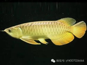 透气鱼官方下载,可靠解析评估 VE版_v4.782